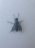 Melanophora roralis